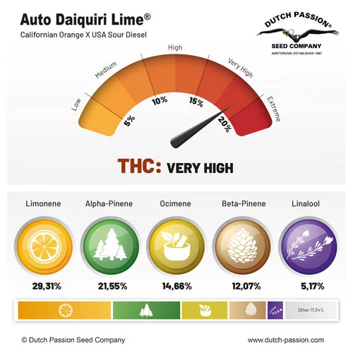 Auto Daiquiri lime terpenes and cannabinoids